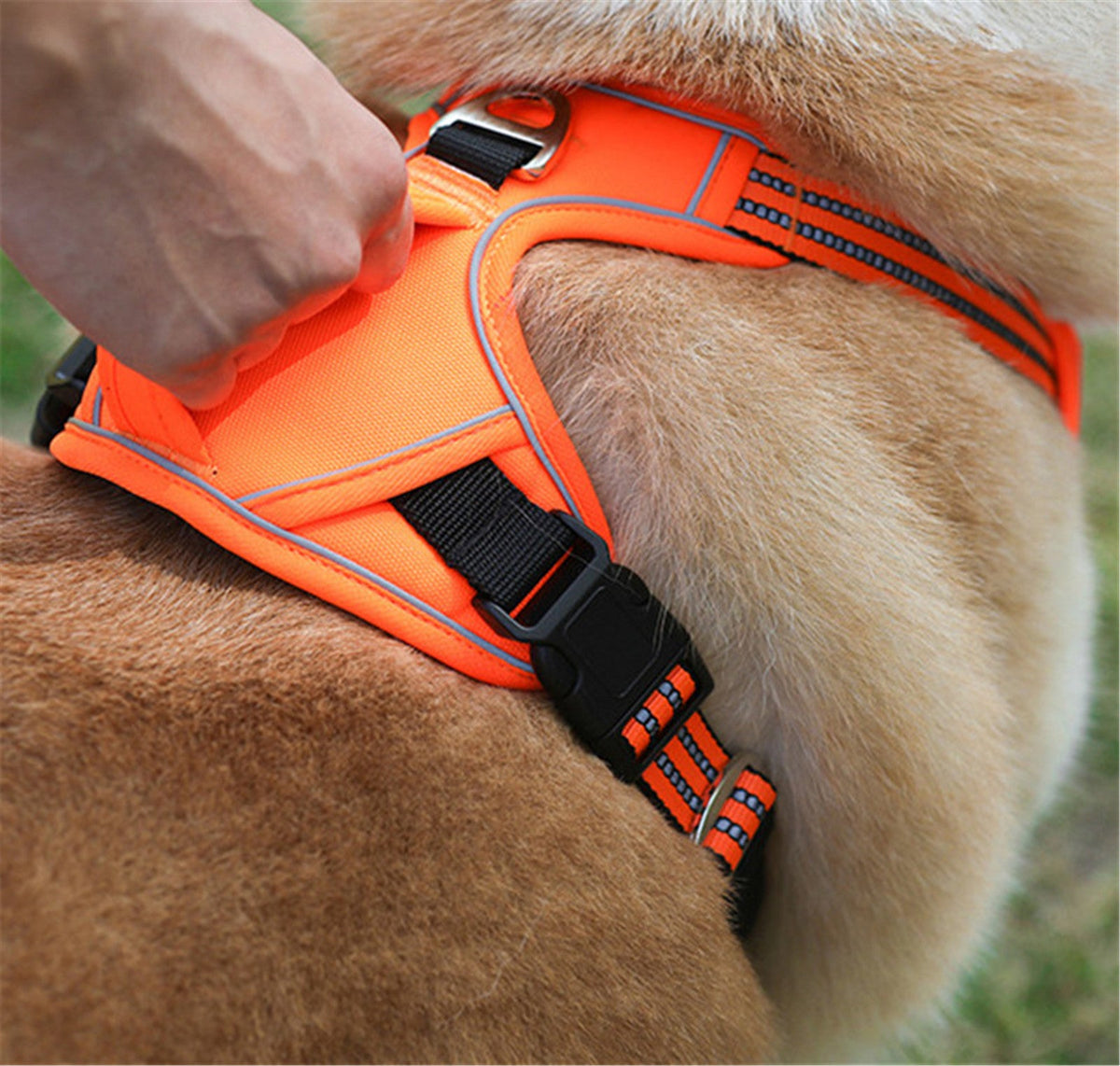 Pet Accessories